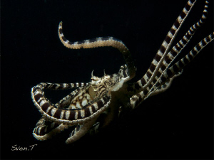 Mimic octopus by Sven Tramaux 
